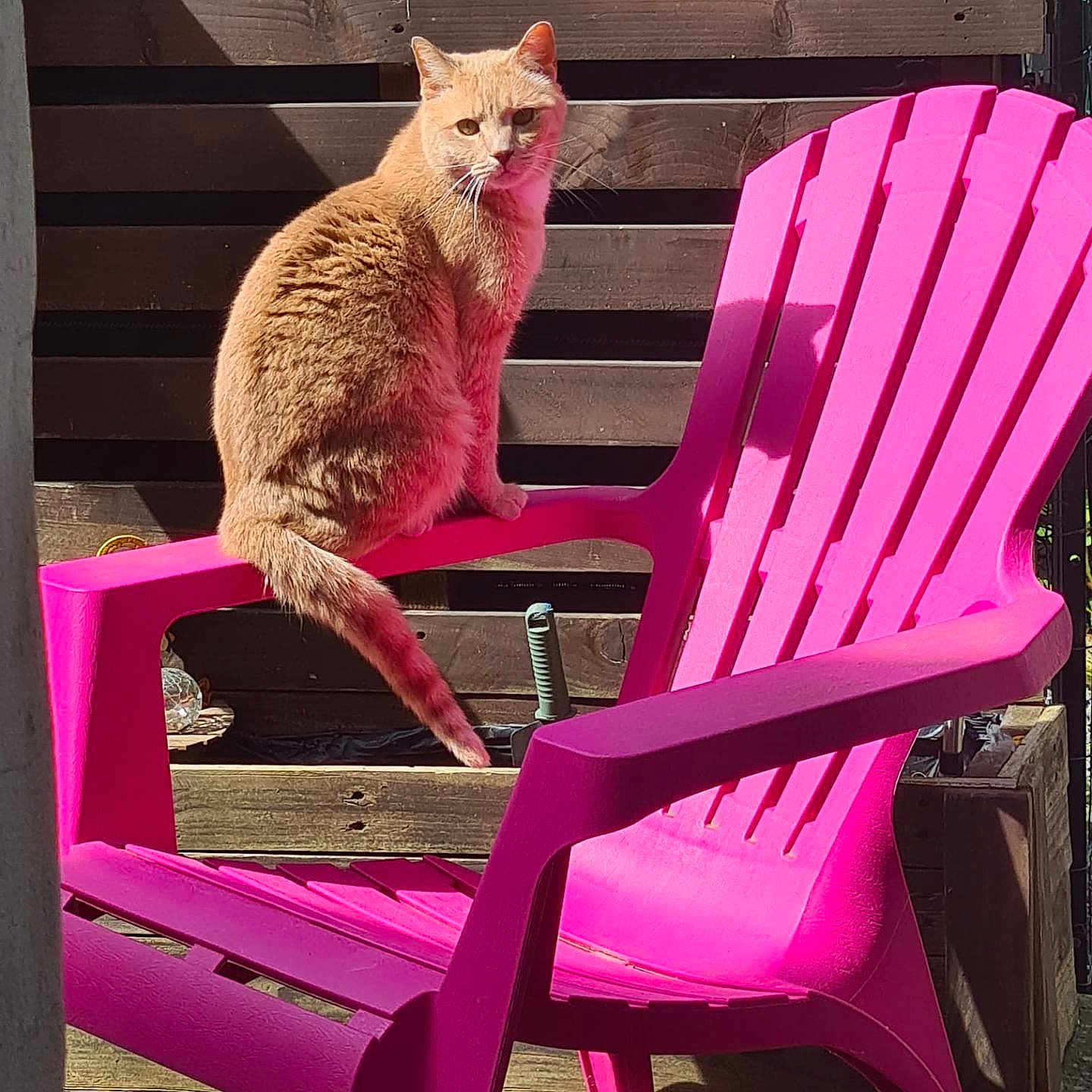 Ruben participe au concours pour gagner de l'argent avec cette photo : cat, ginger_cat, chair, pink_chair, plastic_chair, outdoor, sunlight, wooden_fence, pet, animal, feline, shadow, curious, perched, armrest, daylight, backyard, relaxing, domestic_cat, nature