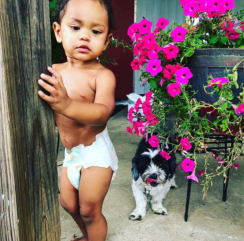 Zaidyn joined the competition — help win amazing prizes! abdomen, baby_toddler_clothing, barechested, carnivore, cheek, chest, dog, dog_breed, ear, flower, flowering_plant, human, mammal, muscle, person, petal, pink, shrub, stomach, toddler