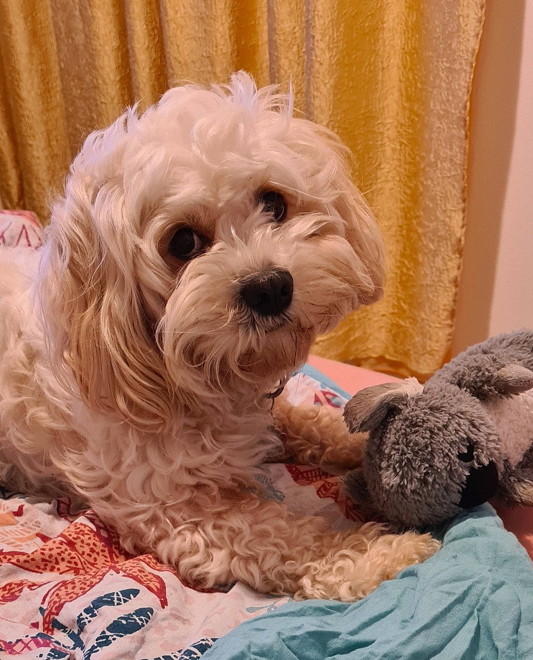 Micky a rejoint le concours — aidez-le/la à gagner de superbes lots ! canidae, carnivore, companion_dog, curtain, dog, dog_breed, dog_supply, fur, liver, maltepoo, poodle_crossbreed, puppy_love, shih_poo, small_terrier, snout, sporting_group, stuffed_toy, terrier, toy_dog, yorkipoo