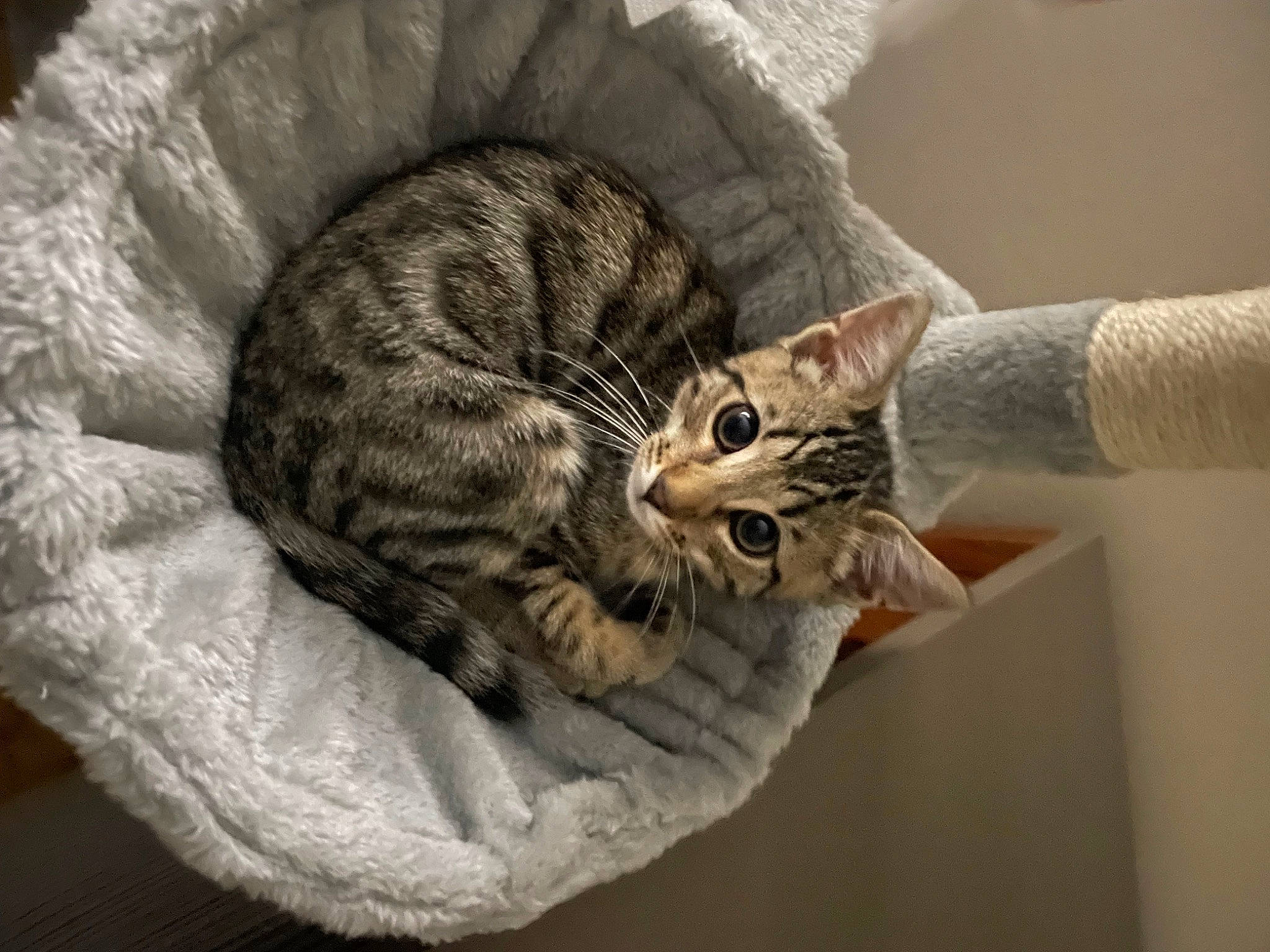 Shogun joined the competition — help win amazing prizes! carnivore, cat, cat_bed, cat_supply, claw, comfort, domestic_short_haired_cat, felidae, fur, nap, paw, small_to_medium_sized_cats, snout, tail, terrestrial_animal, whiskers