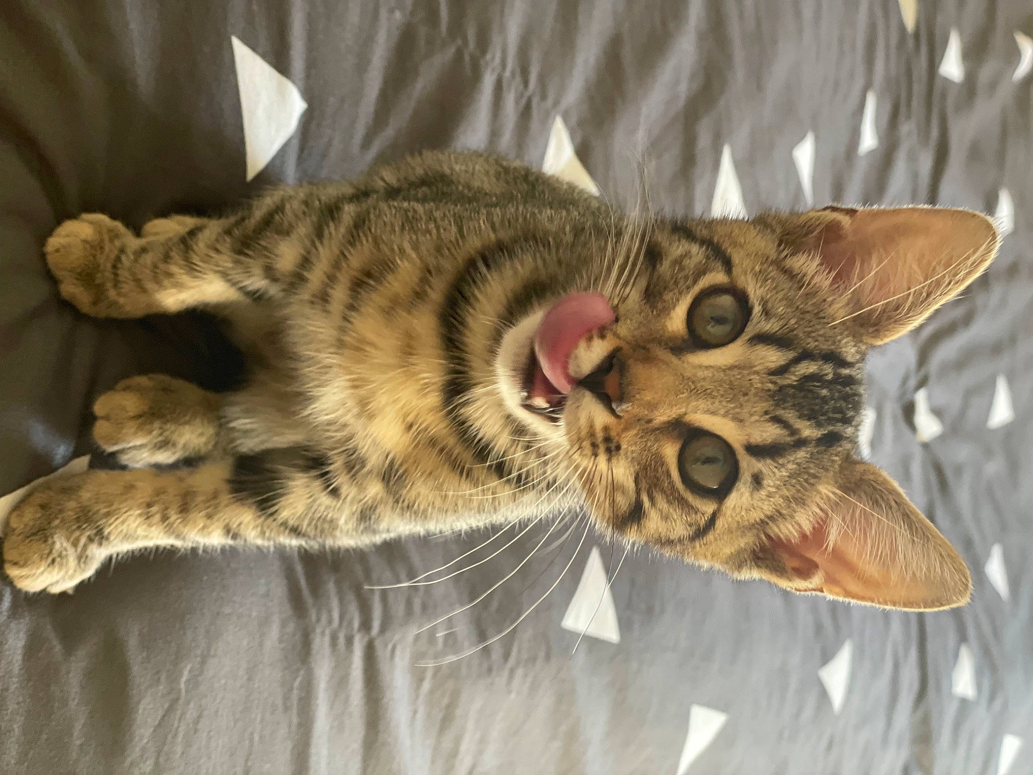 Shogun joined the competition — help win amazing prizes! carnivore, cat, claw, comfort, domestic_short_haired_cat, ear, felidae, fur, paw, small_to_medium_sized_cats, snout, tail, terrestrial_animal, whiskers, wildlife