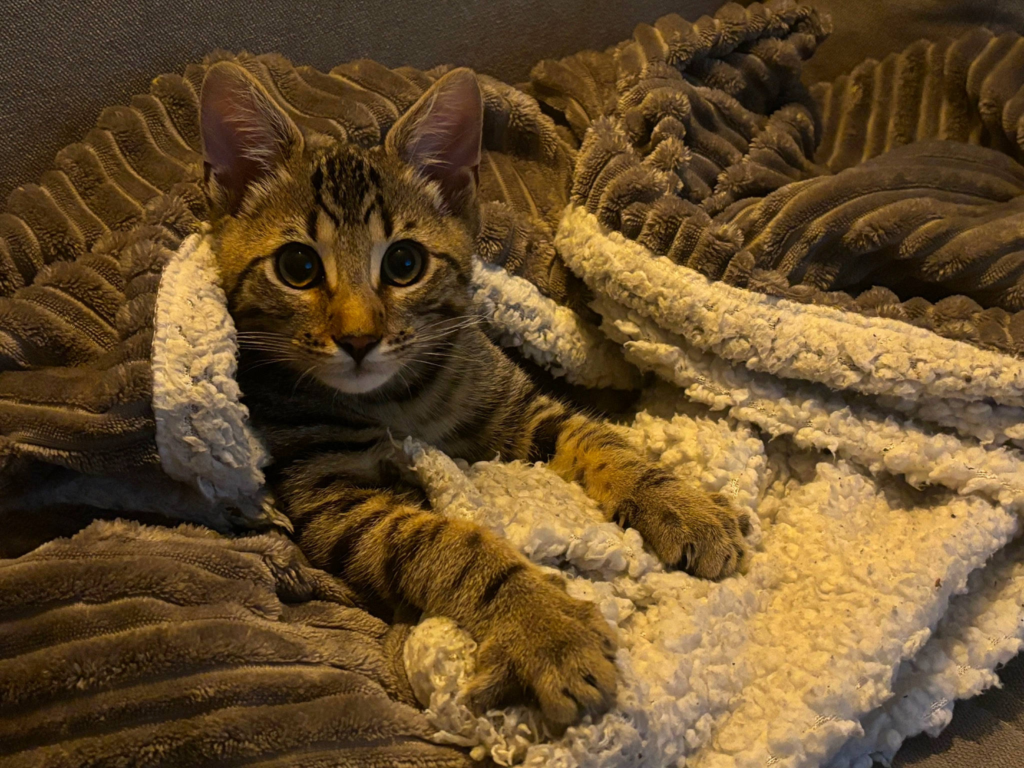 Shogun is registered to the contest to win money with this photo: big_cats, carnivore, cat, close_up, domestic_short_haired_cat, eye, fawn, felidae, fur, leopard, mammal, pattern, small_to_medium_sized_cats, snout, tail, terrestrial_animal, vertebrate, whiskers, wildlife, wood