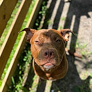 Atlas joined the competition — help win amazing prizes! animal, brown_dog, canine, close_up, cute, daylight, dog, ears, expression, fur, greenery, looking_up, nature, nose, outdoor, pet, portrait, shadow, sunlight, wooden_railings