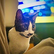 Anakin a rejoint le concours — aidez-le/la à gagner de superbes lots ! cat, black_and_white, pet, animal, indoor, close_up, feline, whiskers, ears, eyes, fur, domestic_cat, sitting, portrait, looking, focused, blurred_background, television, colorful, household