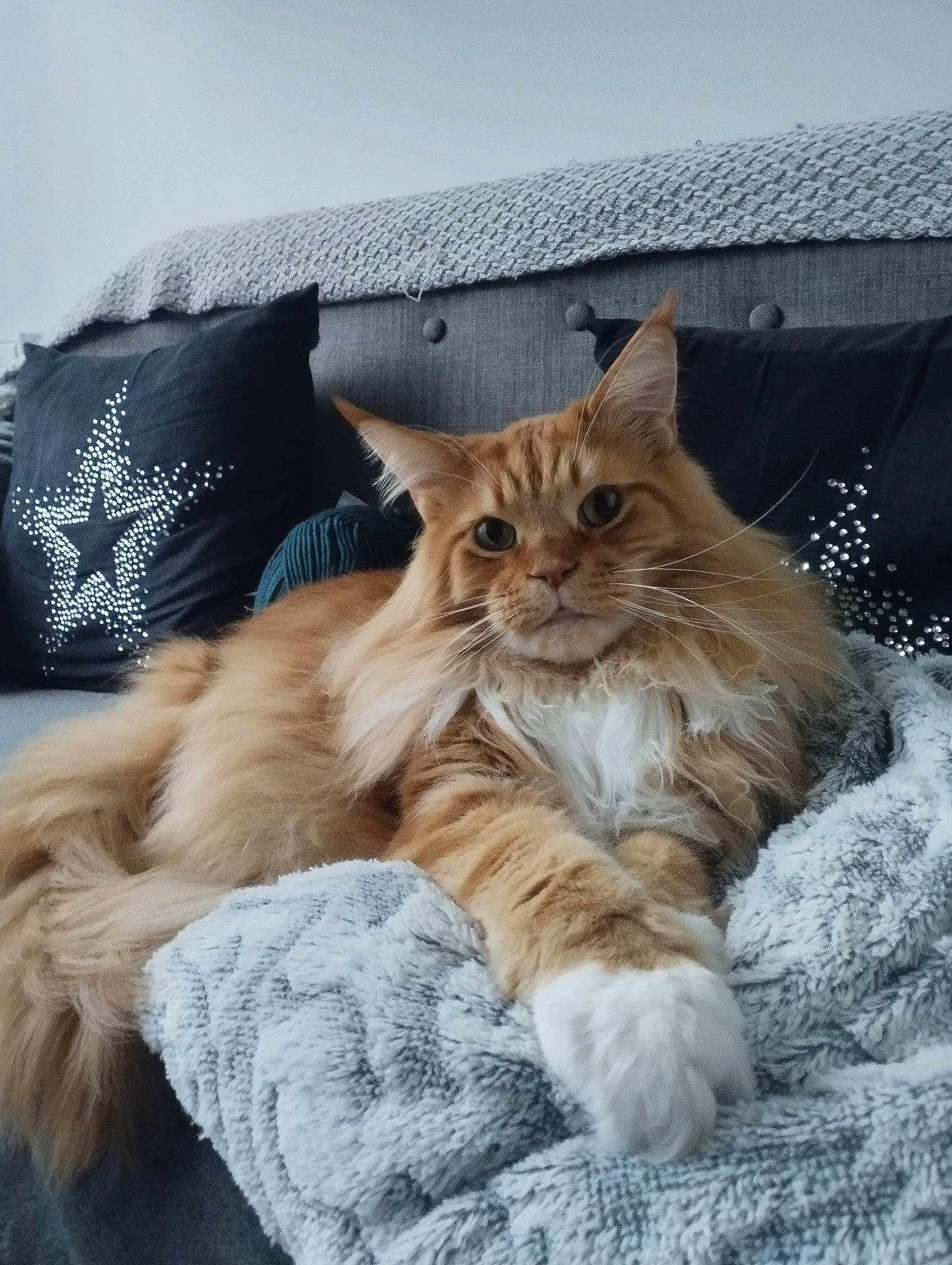 Horacio participe au concours pour gagner de l'argent avec cette photo : bag, carnivore, cat, claw, comfort, companion_dog, domestic_short_haired_cat, fawn, felidae, fur, maine_coon, mammal, nap, paw, sitting, small_to_medium_sized_cats, tail, terrestrial_animal, whiskers, wood
