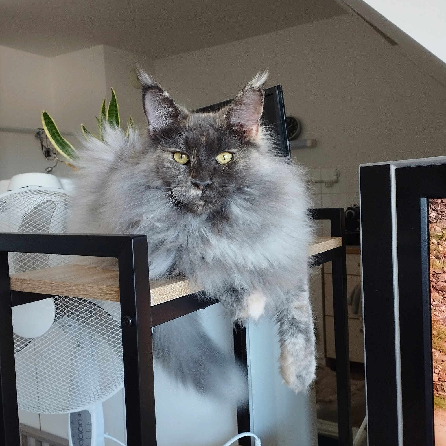 Stella