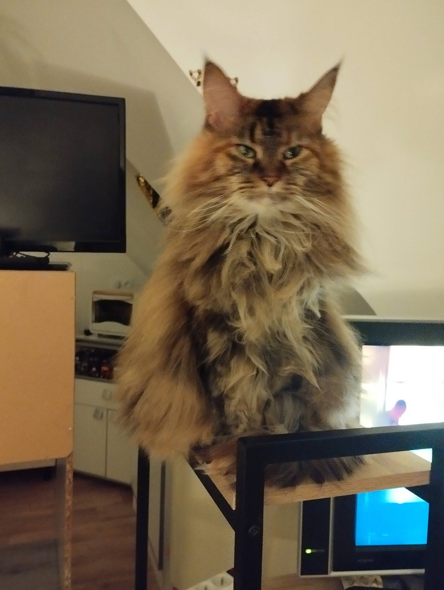 Nelle participe au concours pour gagner de l'argent avec cette photo : british_longhair, carnivore, cat, comfort, display_device, entertainment_center, felidae, flooring, fur, home_appliance, led_backlit_lcd_display, maine_coon, room, shelf, small_to_medium_sized_cats, tail, television, television_set, whiskers, wood