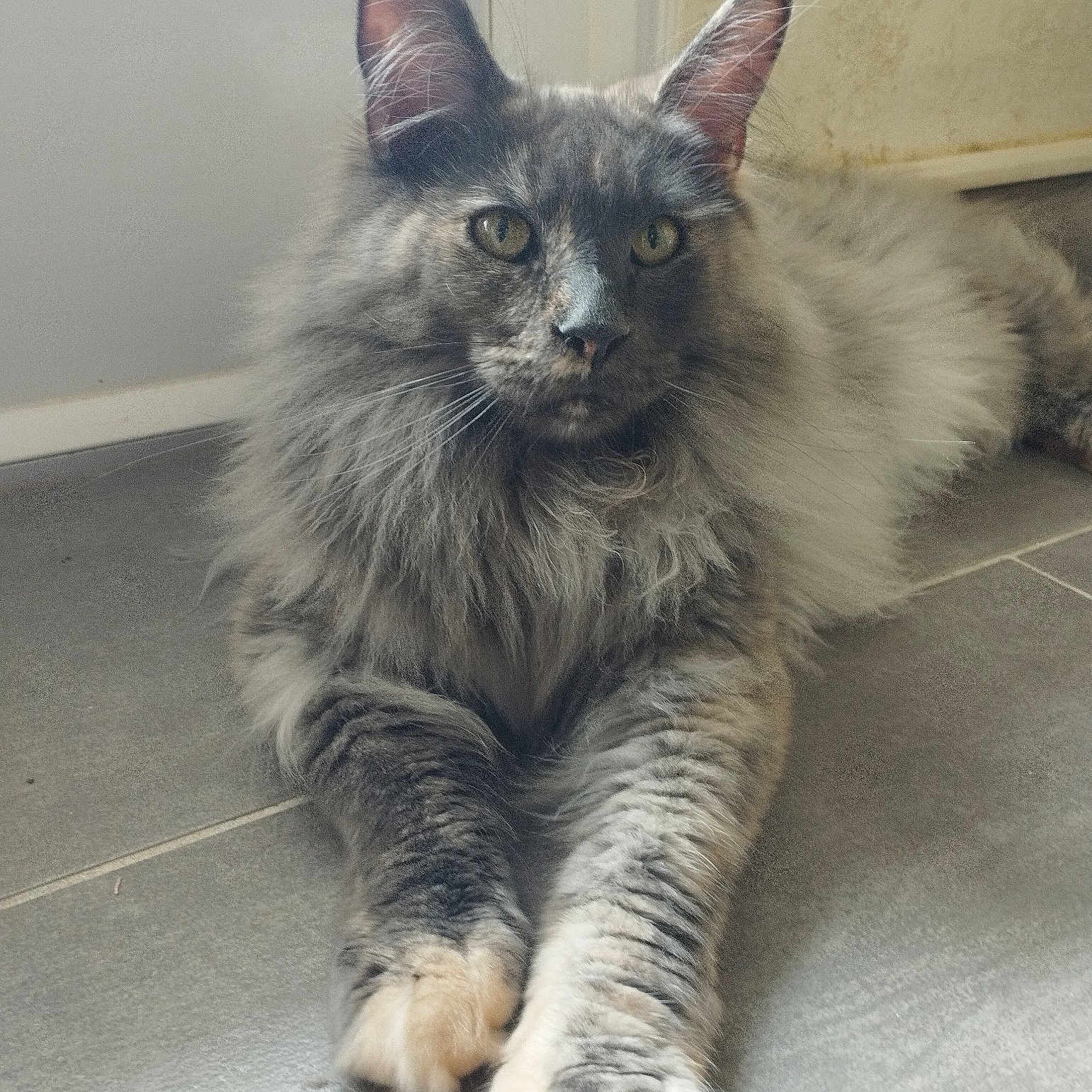 Stella