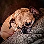 animal, blanket, brown, close_up, companion, couch, cozy, curled_up, cute, dog, ears, fur, indoor, pet, portrait, relaxed, resting, sleepy, small_dog, texture
