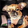 dog, close_up, small_dog, brown_fur, harness, collar, indoor, pet, animal, squinting, face, ears, paw, water_bottle, blurred_background, expression, cute, fur, looking, sitting