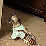 animal, brown, carpet, cute, dog, domestic, ears, expression, floor, furniture, house, indoor, looking_back, pet, plaid_dress, small_dog, tail, tan, white_shirt, wood