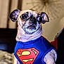 adorable, animal, brown_dog, canine, chihuahua, close_up, costume, cute, dog, domestic_animal, funny_expression, furry, indoor, pet, pet_clothing, portrait, small_dog, superhero, superman_costume, wide_eyes