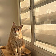 Eli a rejoint le concours — aidez-le/la à gagner de superbes lots ! animal, bamboo_basket, cat, cozy, cute, domestic_animal, feline, furniture, ginger_cat, home, indoor, looking, natural_light, orange_cat, pet, quiet, resting, shadow, sunlight, window