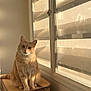 animal, bamboo_basket, cat, cozy, cute, domestic_animal, feline, furniture, ginger_cat, home, indoor, looking, natural_light, orange_cat, pet, quiet, resting, shadow, sunlight, window