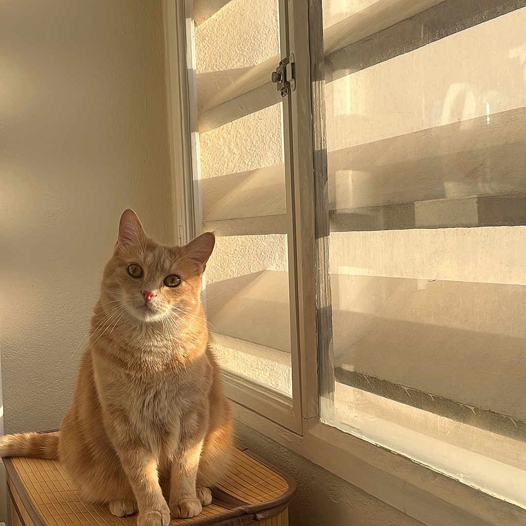 Eli