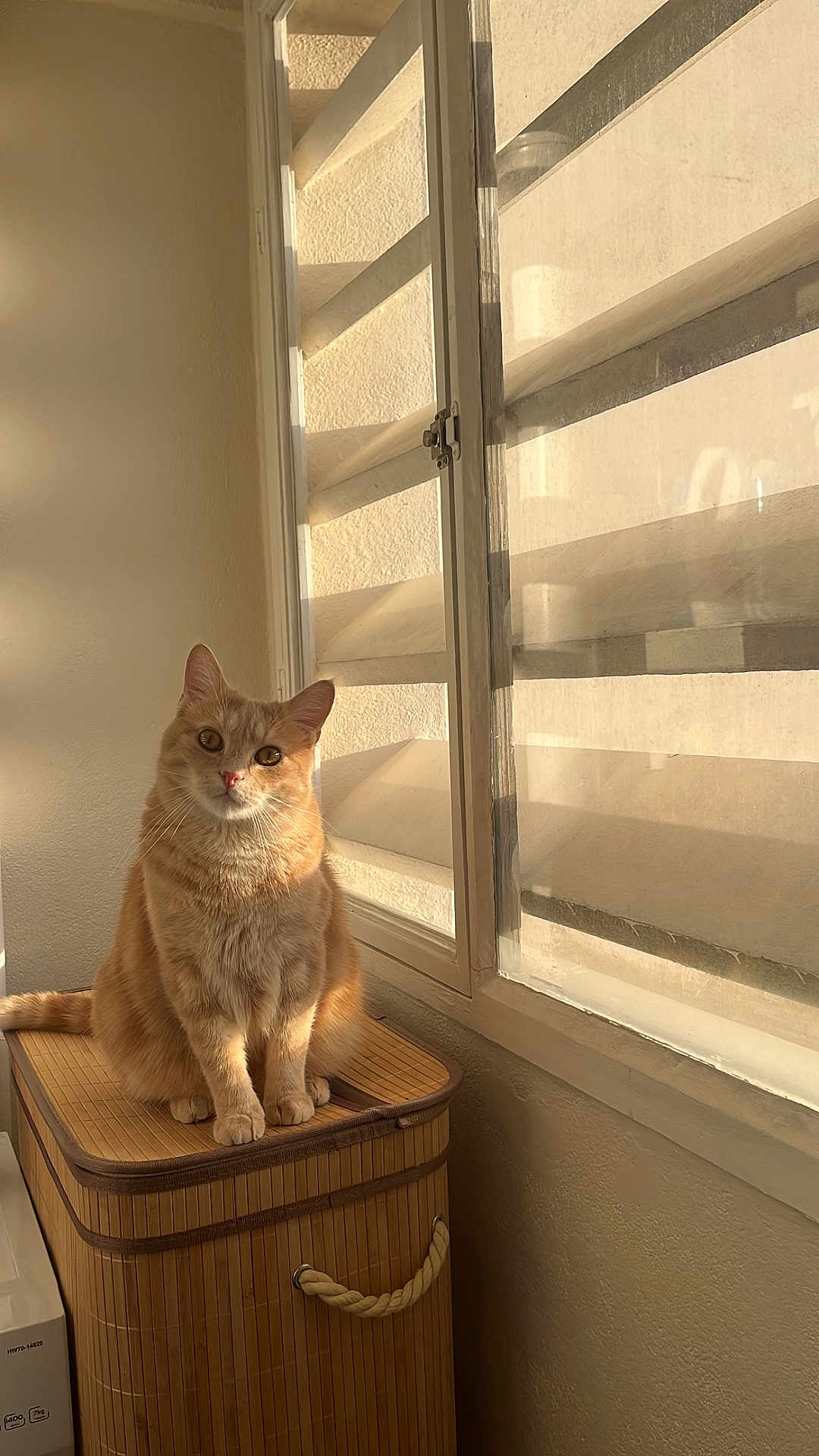 Eli