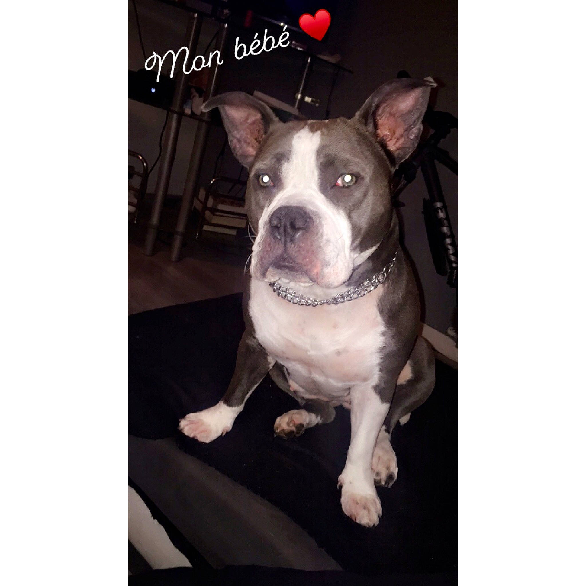 Nayah a rejoint le concours — aidez-le/la à gagner de superbes lots ! ancient_dog_breeds, canidae, carnivore, collar, companion_dog, dog, dog_breed, dog_collar, fawn, font, french_bulldog, metal, non_sporting_group, pet_supply, photo_caption, puppy, snout, sporting_group, whiskers, working_animal