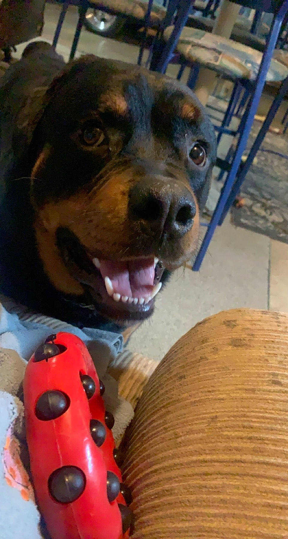 Bear is registered to the contest to win money with this photo: canidae, carnivore, chair, collar, companion_dog, dog, dog_breed, dog_collar, dog_supply, fawn, fur, guard_dog, leash, personal_protective_equipment, pet_supply, snout, sporting_group, whiskers, wood, working_animal