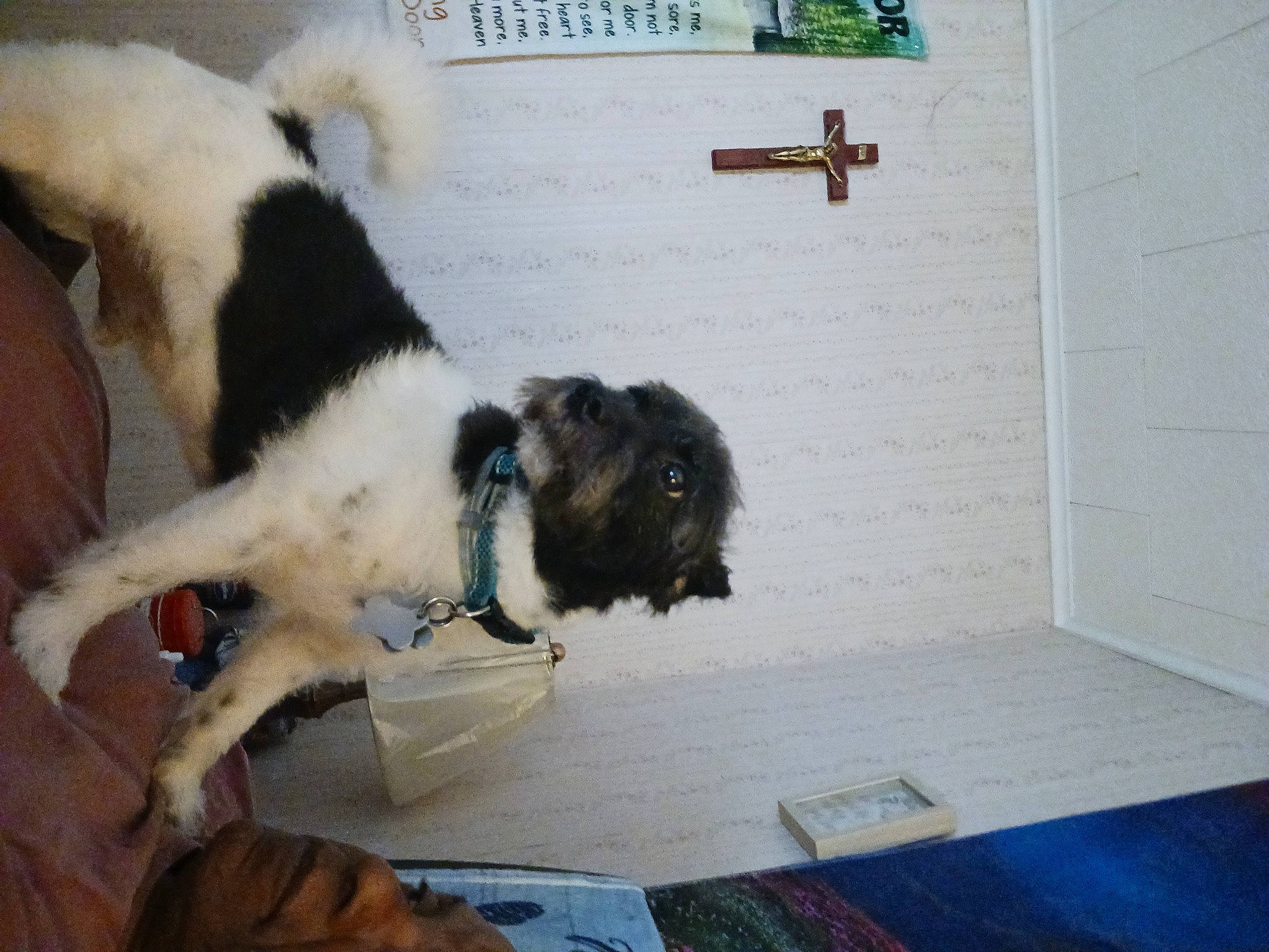 Fuzzy is registered to the contest to win money with this photo: canidae, carnivore, comfort, companion_dog, dog, dog_breed, felidae, floor, flooring, fur, hardwood, landseer, room, small_to_medium_sized_cats, sporting_group, tail, toy, wood, wool, working_animal