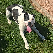Jade a rejoint le concours — aidez-le/la à gagner de superbes lots ! american_bulldog, american_pit_bull_terrier, american_staffordshire_terrier, carnivoran, dog, dog_breed, dog_breed_group, dog_like_mammal, dogo_argentino, dogo_guatemalteco, grass, snout