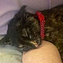 Mabel joined the competition — help win amazing prizes! cat, tortoiseshell, sleeping, red_collar, polka_dot, arm, human, blanket, cozy, indoor, resting, pet, feline, closeup, comfort, fur, nap, relaxation, companion, soft