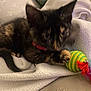 Mabel joined the competition — help win amazing prizes! kitten, cat, toy, blanket, feathers, red_collar, striped_ball, furniture, remote_control, indoor, pet, cozy, playful, fur, paw, closeup, animal, sleeping_area, soft, domestic