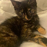 Mabel joined the competition — help win amazing prizes! kitten, cat, tortoiseshell, pet, animal, feline, cute, fur, whiskers, ears, eyes, bed, blanket, resting, indoor, young, small, cozy, domestic, sleepy