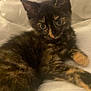 kitten, cat, tortoiseshell, pet, animal, feline, cute, fur, whiskers, ears, eyes, bed, blanket, resting, indoor, young, small, cozy, domestic, sleepy