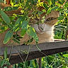 cat, orange_cat, green_leaves, plants, nature, outdoor, fence, flowers, sunlight, animal, pet, curious, hide_and_seek, closeup, eye, whiskers, branch, leafy, garden, daylight
