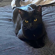 Misty joined the competition — help win amazing prizes! cat, black_cat, pet, animal, yellow_eyes, bedspread, striped, tail, feline, indoors, cozy, blanket, resting, cute, fur, whiskers, portrait, mammal, relaxed, domestic_animal