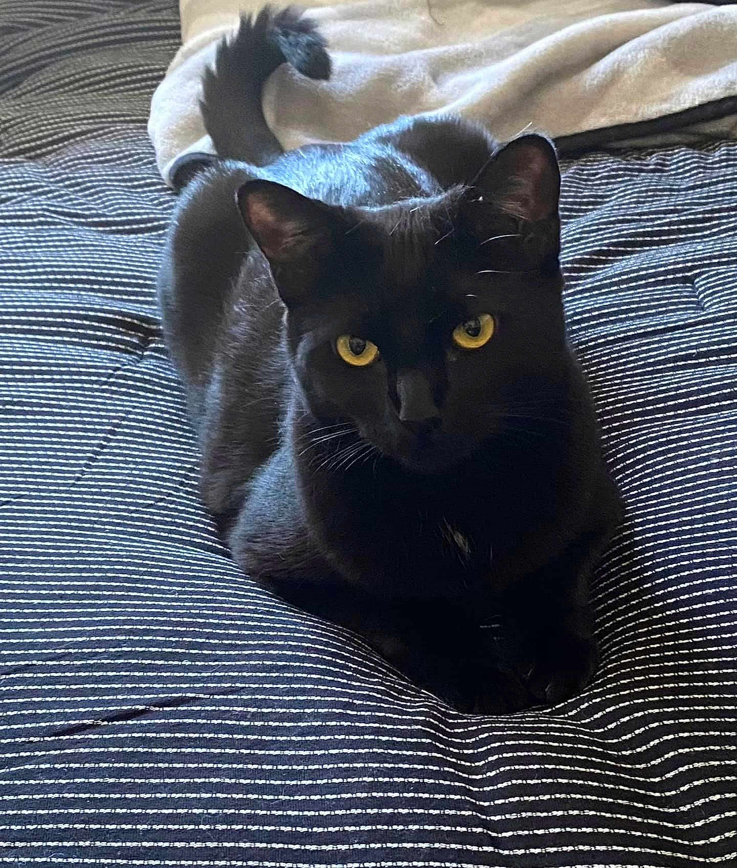 Misty joined the competition — help win amazing prizes! cat, black_cat, pet, animal, yellow_eyes, bedspread, striped, tail, feline, indoors, cozy, blanket, resting, cute, fur, whiskers, portrait, mammal, relaxed, domestic_animal