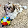 dog, puppy, carpet, toy, plush_toy, colorful, fluffy, pet, indoor, cute, small_dog, white_fur, brown_fur, black_fur, laying_down, animal, furry, playful, companion, domestic