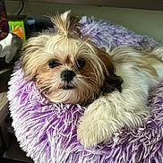 Chloe is registered to the contest to win money with this photo: dog, puppy, fluffy, topknot, pet_bed, purple, furry, relaxed, indoor, cozy, small_dog, cute, animal, companion, resting, household, soft_texture, adorable, fur, paw