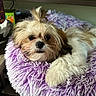 dog, puppy, fluffy, topknot, pet_bed, purple, furry, relaxed, indoor, cozy, small_dog, cute, animal, companion, resting, household, soft_texture, adorable, fur, paw