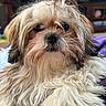 Chloe is registered to the contest to win money with this photo: dog, puppy, fluffy, fur, topknot, cute, pet, indoor, closeup, portrait, animal, mammal, face, nose, ears, whiskers, fur_texture, resting, blanket, cozy