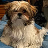 Chloe joined the competition — help win amazing prizes! dog, fluffy, small_dog, pet, indoor, blanket, brown_and_white, fur, cute, cozy, lounging, face, ears, animal, companion, portrait, furry, relaxed, home, cute_pet