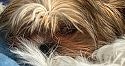 Chloe is registered to the contest to win money with this photo: dog, sleeping, close_up, fluffy, fur, resting, cozy, indoor, bed, blanket, cute, pet, mammal, animal, face, hair, calm, relaxed, soft, whiskers