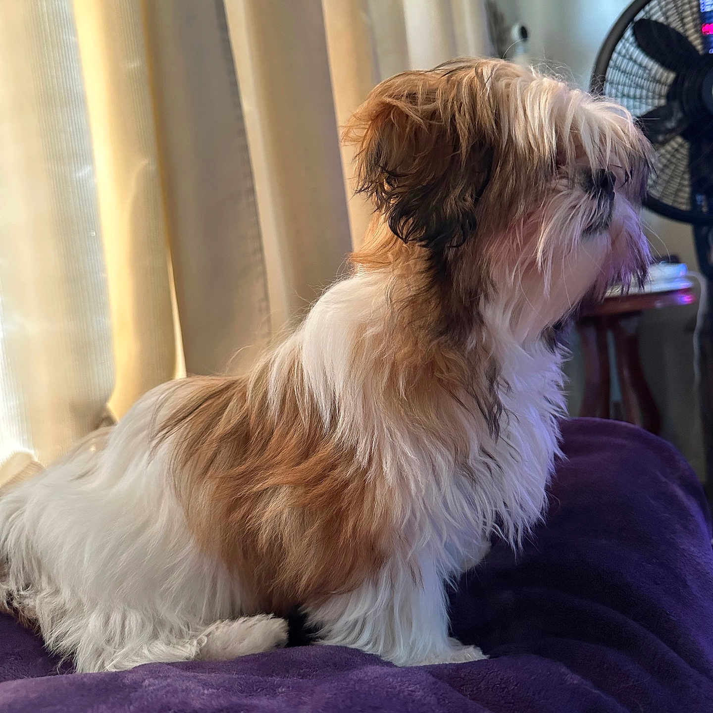 Chloe is registered to the contest to win money with this photo: dog, long_hair, brown, white, pet, indoor, curtains, blanket, purple, furniture, fan, side_view, fluffy, animal, domestic_animal, cozy, resting, household, calm, portrait
