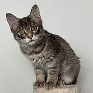 Brume participe au concours pour gagner de l'argent avec cette photo : cat, kitten, tabby, gray_fur, green_eyes, whiskers, ears, animal, pet, portrait, sitting, cat_tree, scratching_post, indoors, white_background, fluffy, cute, alert, closeup, domestic_cat