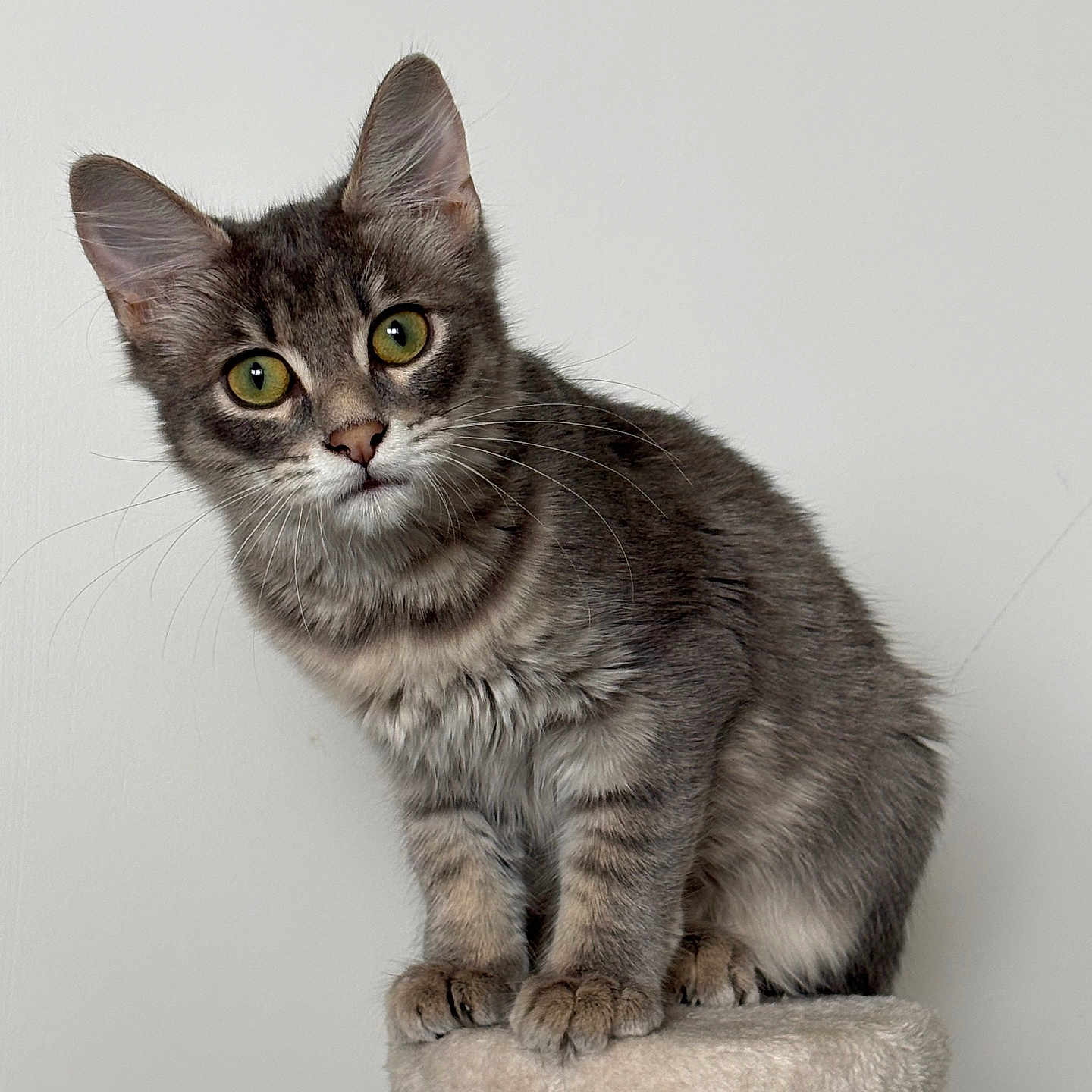 Brume participe au concours pour gagner de l'argent avec cette photo : cat, kitten, tabby, gray_fur, green_eyes, whiskers, ears, animal, pet, portrait, sitting, cat_tree, scratching_post, indoors, white_background, fluffy, cute, alert, closeup, domestic_cat