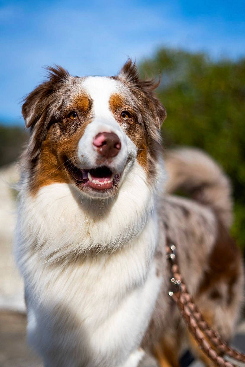 Peter a rejoint le concours — aidez-le/la à gagner de superbes lots ! australian_shepherd, border_collie, canidae, carnivore, collar, companion_dog, dog, dog_breed, dog_collar, fang, fur, gun_dog, herding_dog, plant, sky, snout, sporting_group, whiskers, winter, working_dog