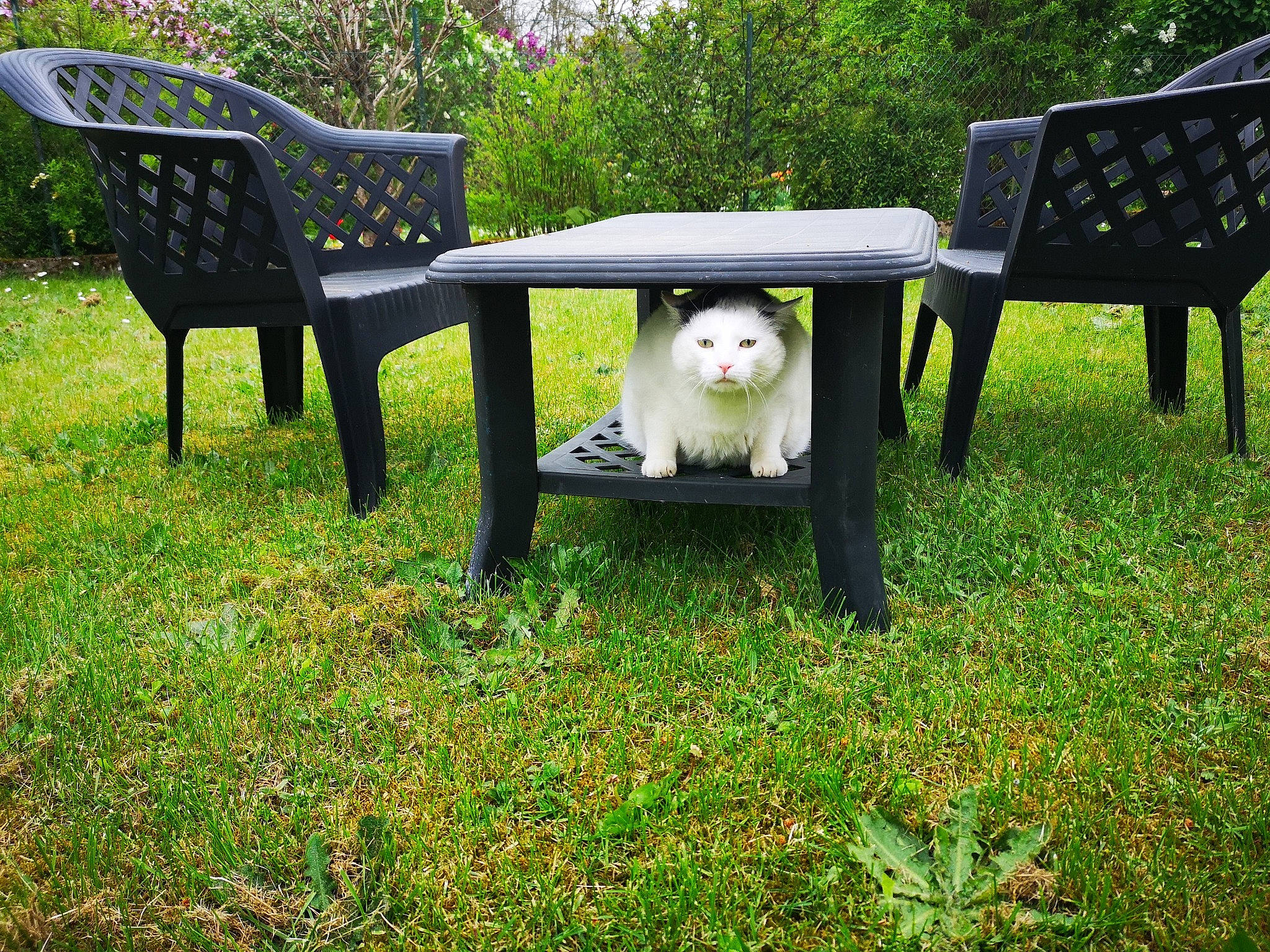 Biloute a rejoint le concours — aidez-le/la à gagner de superbes lots ! barn_owl, beak, bench, bird, bird_of_prey, carnivore, chair, companion_dog, furniture, grass, groundcover, outdoor_bench, outdoor_furniture, outdoor_table, owl, plant, recreation, table, tree, wood