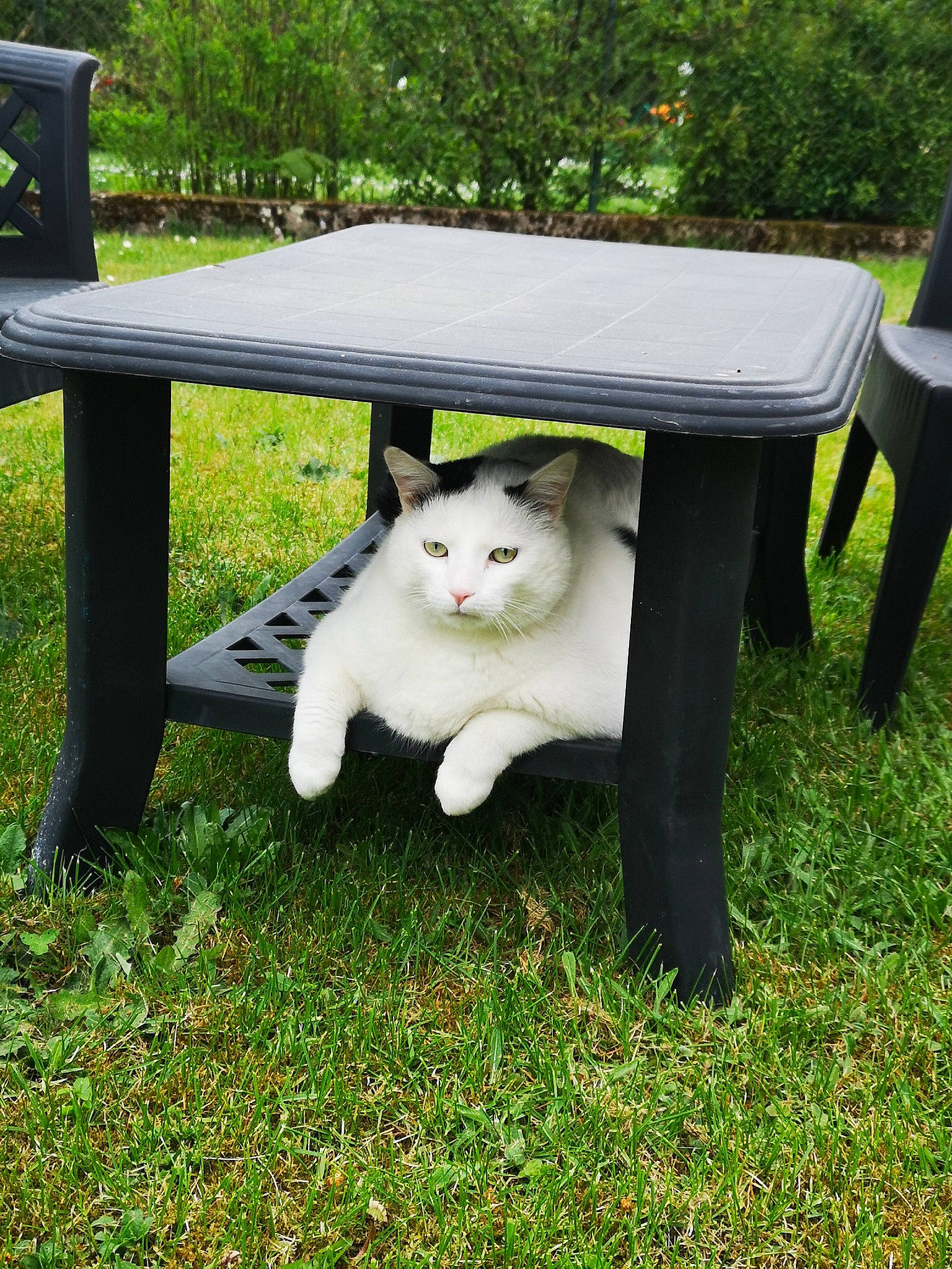 Biloute a rejoint le concours — aidez-le/la à gagner de superbes lots ! art, bench, carnivore, cat, companion_dog, domestic_short_haired_cat, felidae, furniture, grass, lawn, outdoor_bench, outdoor_furniture, outdoor_table, plant, small_to_medium_sized_cats, table, tail, tree, whiskers, wood