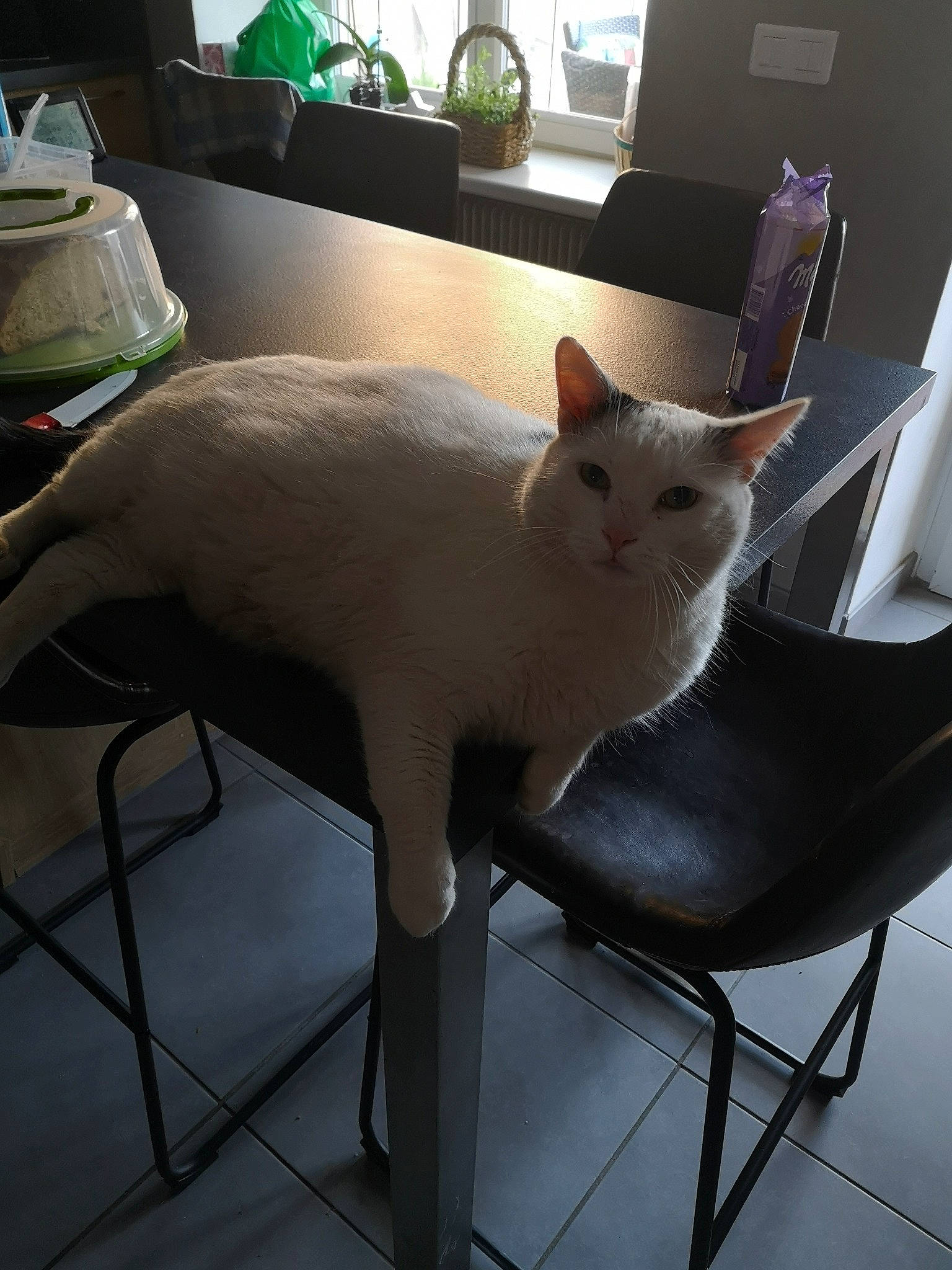 Biloute a rejoint le concours — aidez-le/la à gagner de superbes lots ! carnivore, cat, chair, comfort, domestic_short_haired_cat, fawn, felidae, flooring, fur, houseplant, lap, luggage_and_bags, metal, plant, room, sitting, small_to_medium_sized_cats, snout, tail, whiskers