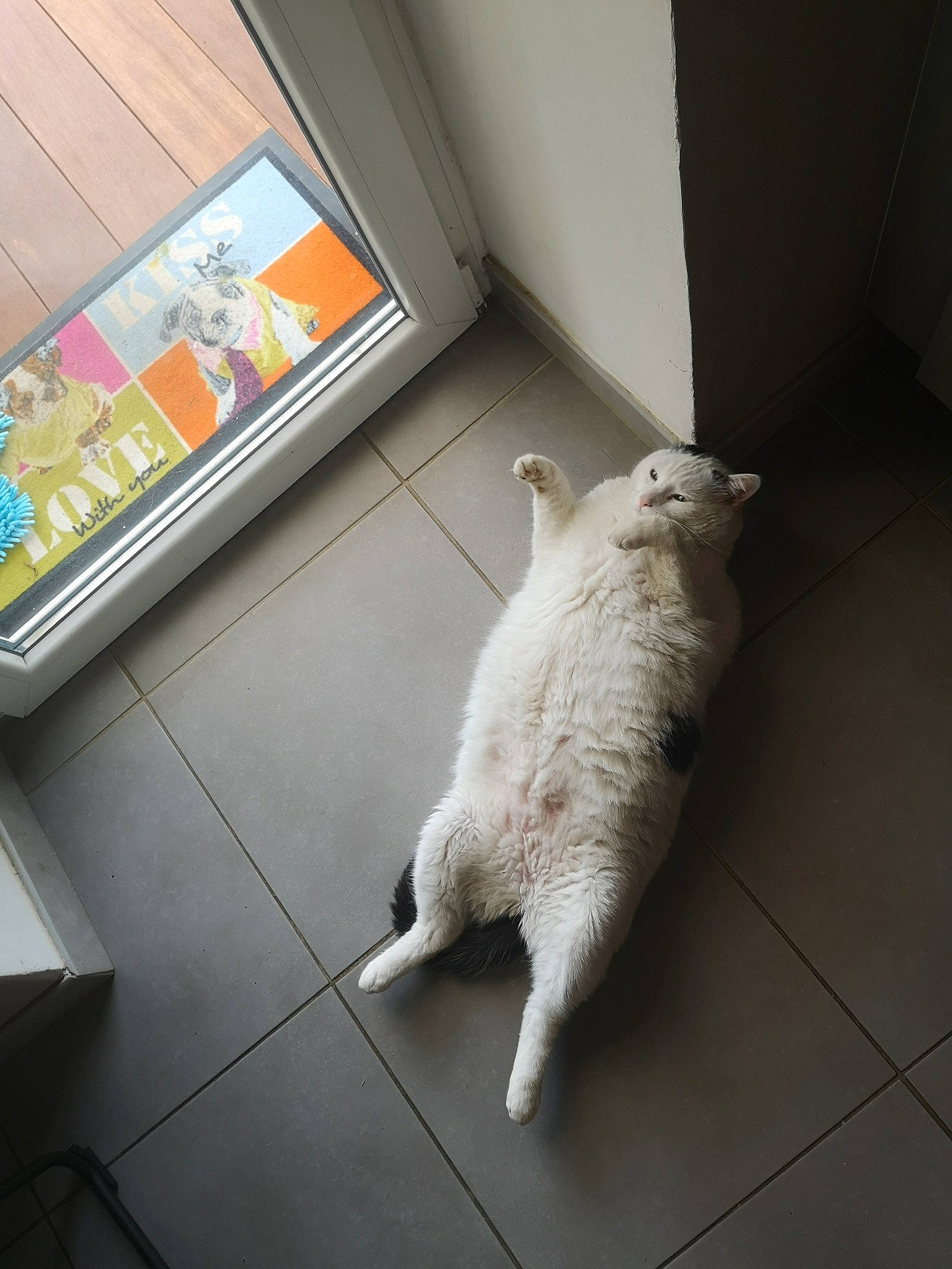 Biloute participe au concours pour gagner de l'argent avec cette photo : carnivore, cat, comfort, companion_dog, dog_breed, domestic_short_haired_cat, fawn, felidae, floor, flooring, fur, grey, hardwood, room, small_to_medium_sized_cats, sporting_group, tail, whiskers, window, wood