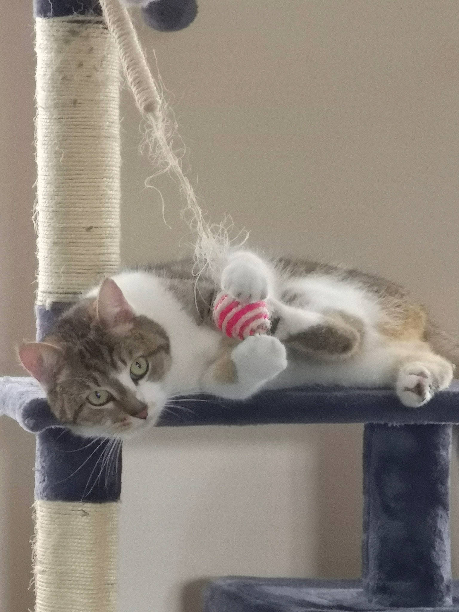 Pepette participe au concours pour gagner de l'argent avec cette photo : carnivore, cat, cat_furniture, cat_supply, domestic_short_haired_cat, fawn, felidae, fur, grey, mammal, paw, pet_supply, room, shelf, sitting, small_to_medium_sized_cats, tail, vertebrate, whiskers, wood