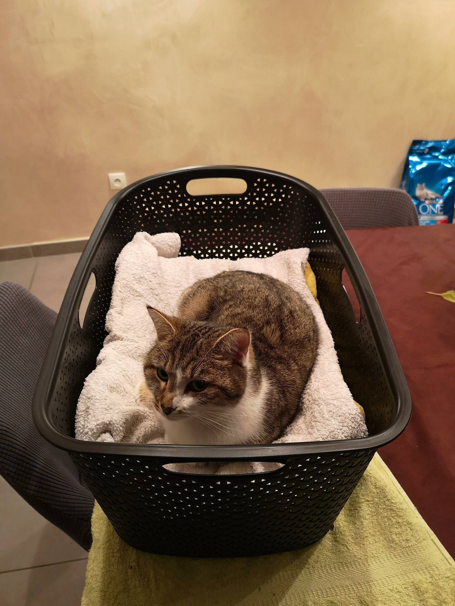 Pepette participe au concours pour gagner de l'argent avec cette photo : bag, basket, carnivore, cat, cat_bed, cat_supply, comfort, domestic_short_haired_cat, felidae, fur, grey, luggage_and_bags, pet_supply, room, sitting, small_to_medium_sized_cats, tail, whiskers, wicker, wood