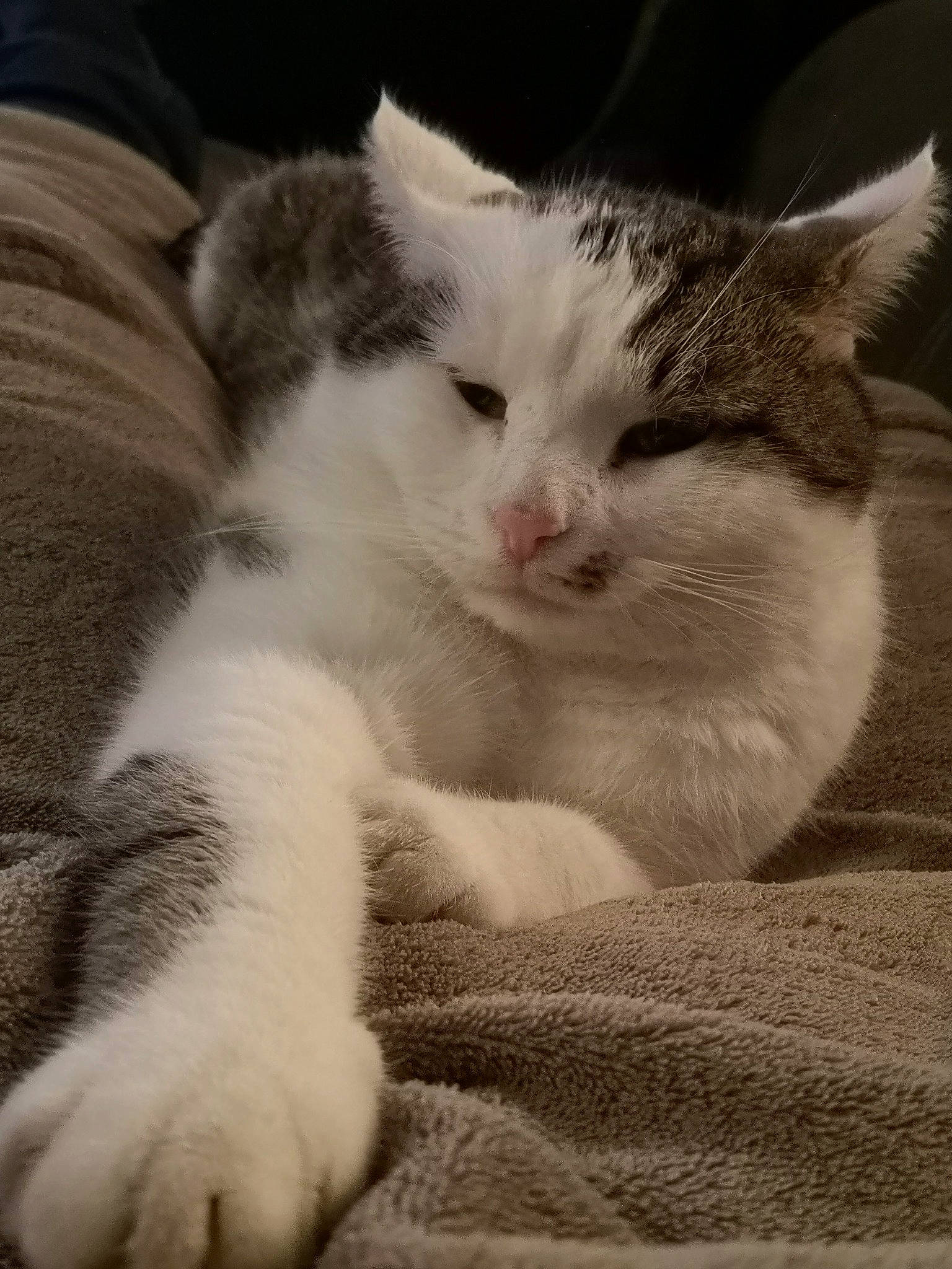 Polo a rejoint le concours — aidez-le/la à gagner de superbes lots ! carnivore, cat, claw, cloud, comfort, domestic_short_haired_cat, felidae, fur, nap, paw, sleep, small_to_medium_sized_cats, snout, tail, whiskers