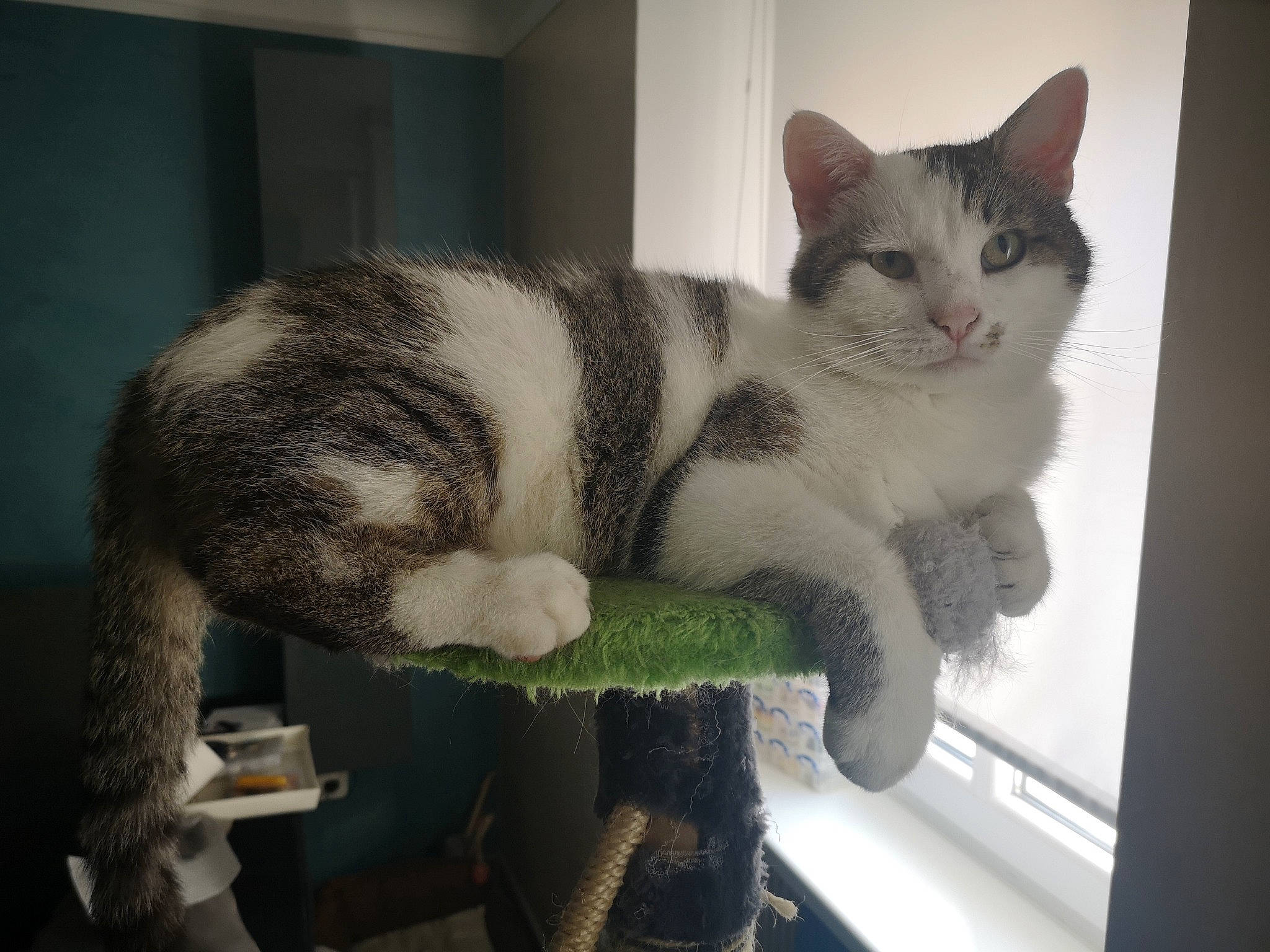 Polo a rejoint le concours — aidez-le/la à gagner de superbes lots ! carnivore, cat, cat_furniture, cat_supply, chair, domestic_short_haired_cat, felidae, fur, paw, small_to_medium_sized_cats, snout, tail, whiskers