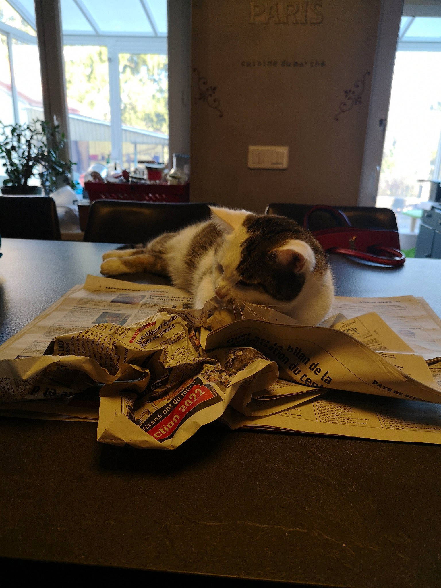 Polo a rejoint le concours — aidez-le/la à gagner de superbes lots ! art, carnivore, comfort, companion_dog, couch, eyewear, fawn, felidae, floor, flooring, hardwood, houseplant, interior_design, linens, living_room, plant, small_to_medium_sized_cats, whiskers, window, wood